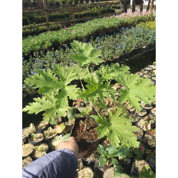 geranium citrosa / citronela pengusir nyamuk ( wangi menyengat lebih dari lavender) - Bakul kembang