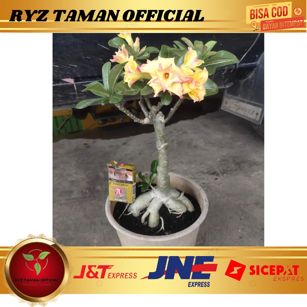 Tanaman hias Adenium kamboja Bunga kamboja tumpuk kamboja kuning
