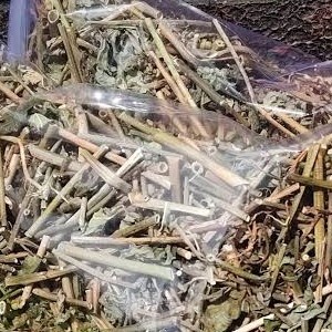 

Daun Kering Cuci Perut 100gram Daun Kate Mas Organik Suduk Mentul Herb
