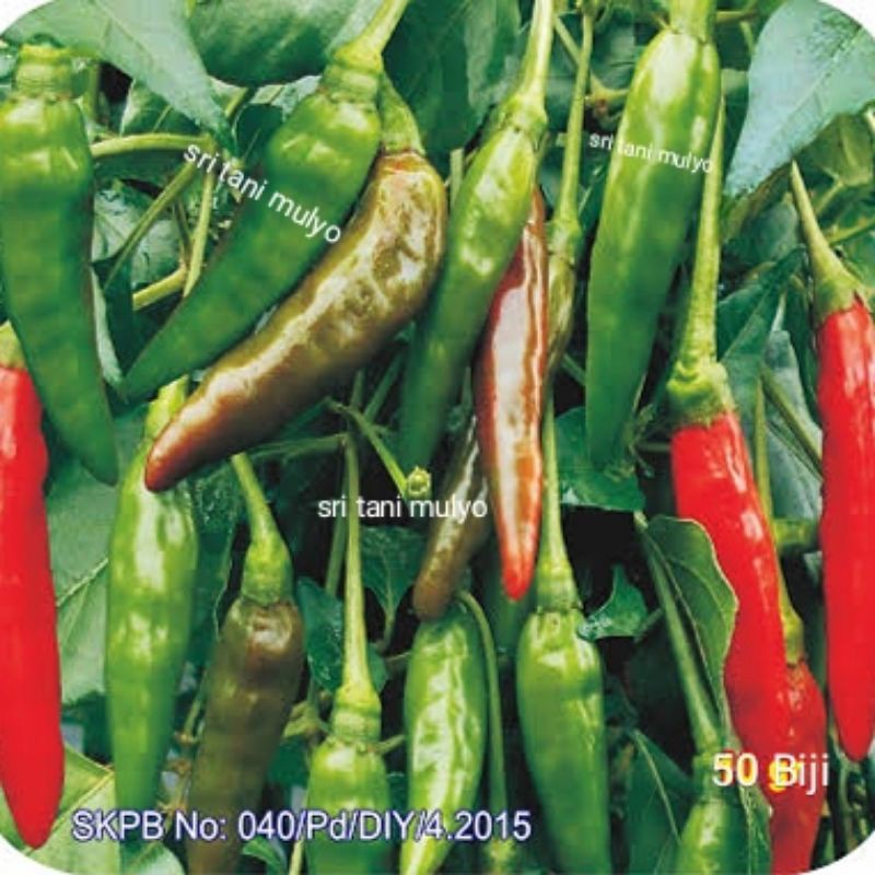 Isi 100 Benih Biji - Benih Cabai Rawit Hijau Merunduk BANGKOK IJO - Bibit Sayuran Benih Sayuran Cabe