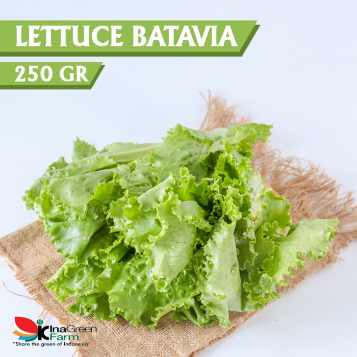 

Inagreen Farm Bandung Batavia Lettuce Organik 250 Gram