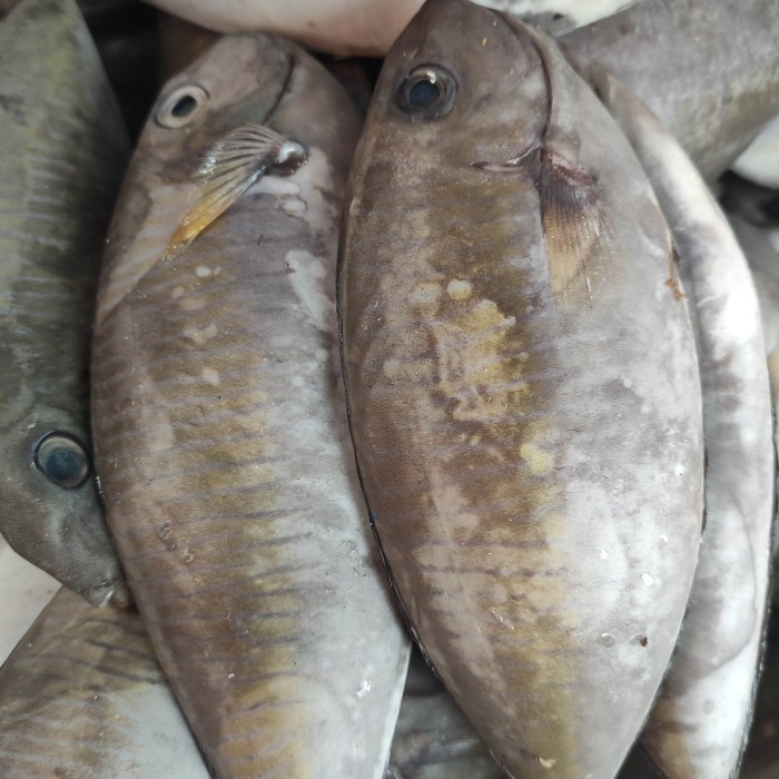 

ikan tawassang cici pasar online makassar