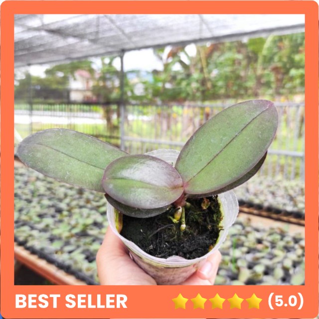 Anggrek bulan Premium Remaja hibryd Taiwan termurah