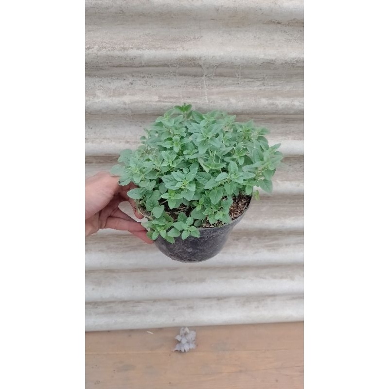Tanaman Herbal Oregano - Herbal Oregano -