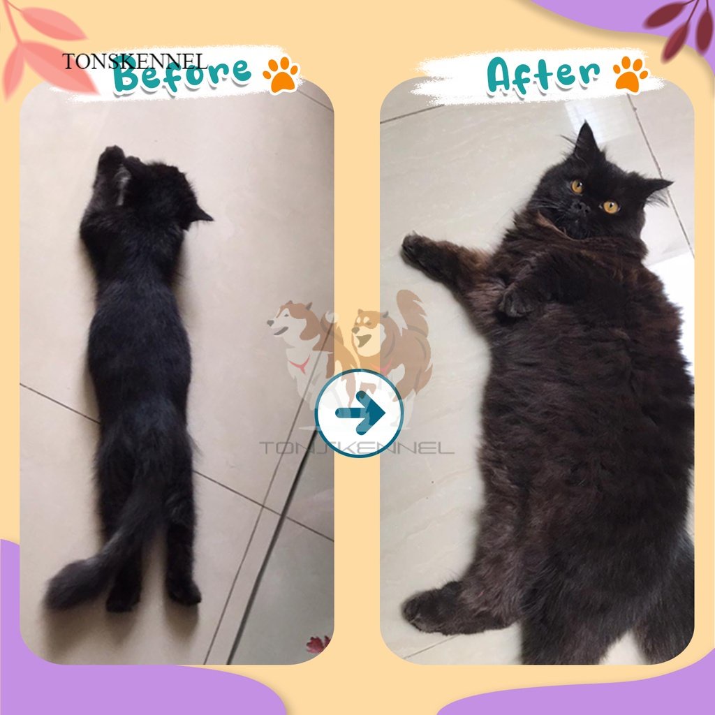 Olive Care Vitamin Kucing NAFSU MAKAN untuk Nafsu Makan, Gemukin Badan, Bulu Rontok, Daya Tahan Tubuh dan Konstipasi