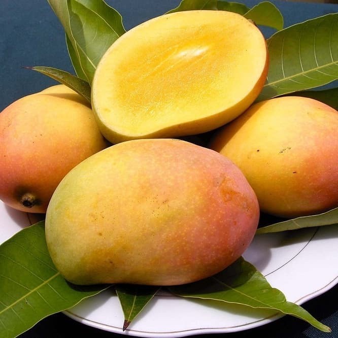 COD Bibit Tanaman Buah Mangga Podang Gunung Okulasi cepat berbuah