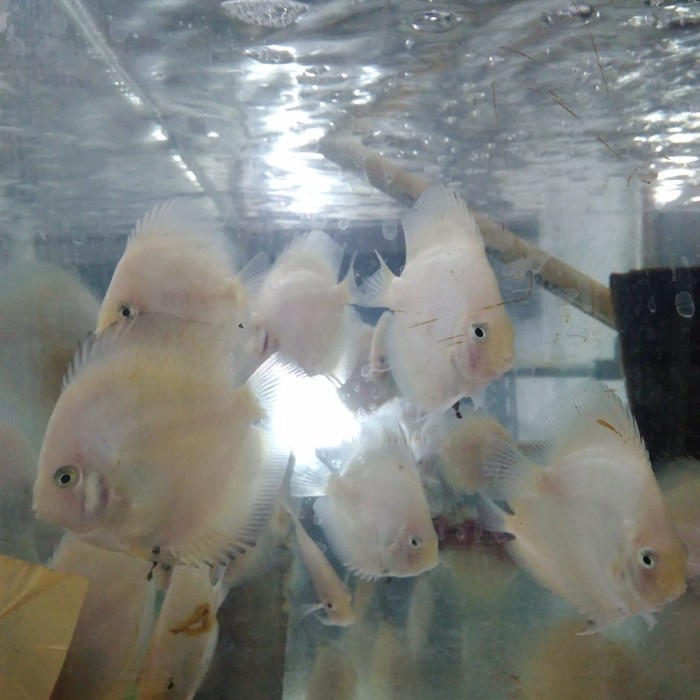 Ikan Discus White Diamond Size 3 inch