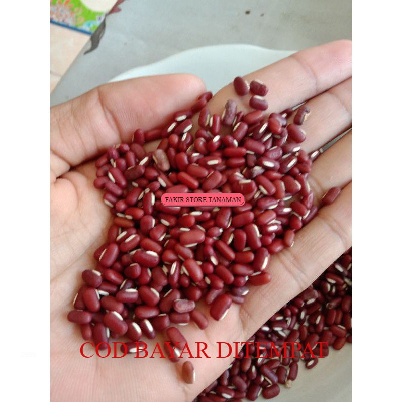 

Termurah TERBAIK BIJI KACANG MERAH / KACANG TOLO 100 gram REDY STOK LANGSUNG KIRIM