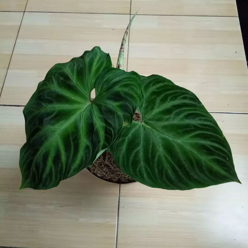 Philodendron Verucosum 2-3 daun / Philo Verucosum - Bakul kembang