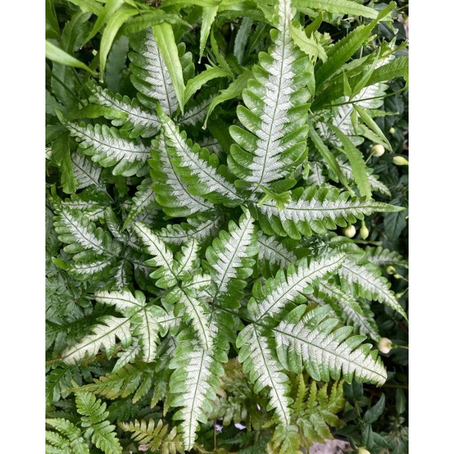 TERMURAH Tanaman Hias Pakis Kelabang Putih / pakis paku silver / Pteris argyraea gunung salak / Pter