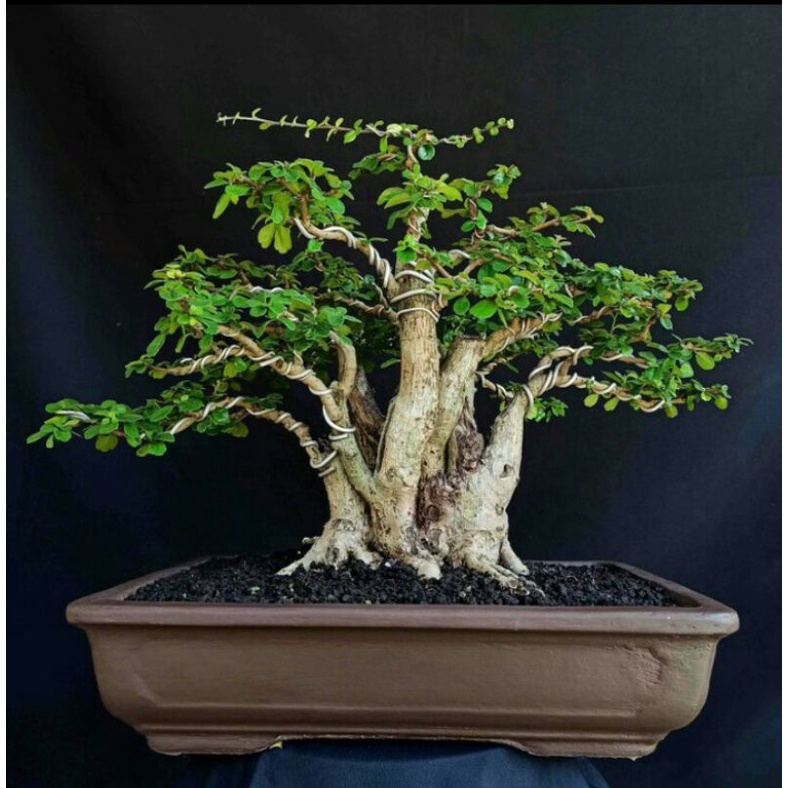 Bahan Bonsai Hokianti Mame Siap Display Tinggi 1525cm Termasuk Pot dan Batu Alam