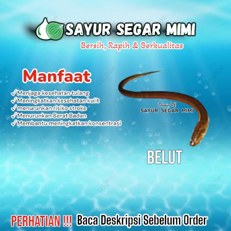 

Belut - Sᴀʏᴜʀ Sᴇɢᴀʀ ♏ɪᴍɪ