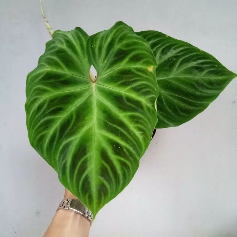 Philodendron Verrucosum 2-3 daun / Philo Verucosum - Bakul kembang