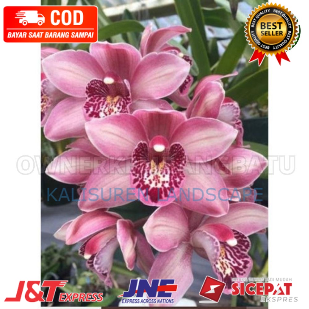 ( PROMO ) Anggrek Cymbidium Mikivieta Dewasa - Anggrek Tanah