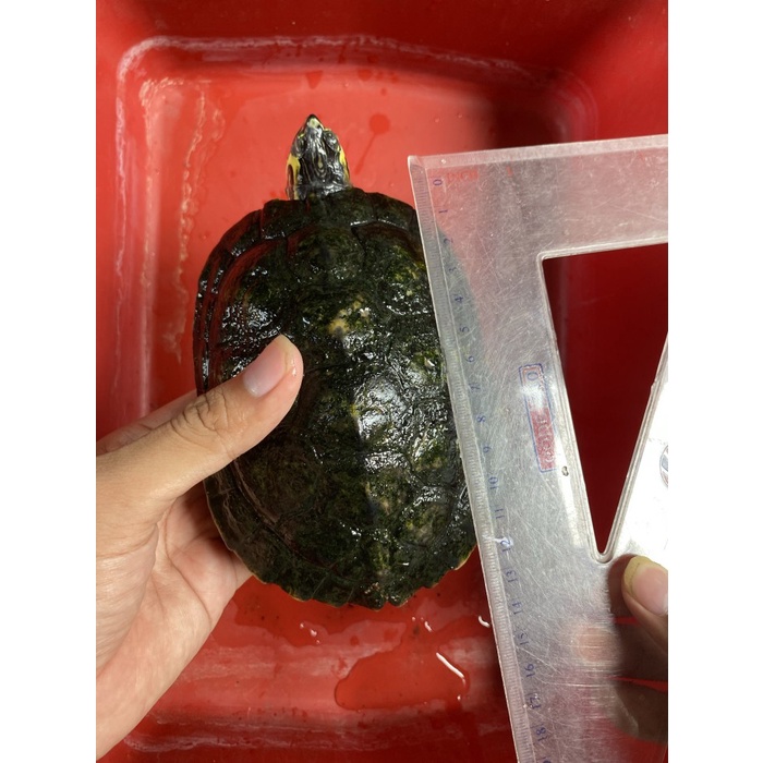 Mainan Kura Yellow Belly Pure atau YB Pure Jantan Indukan