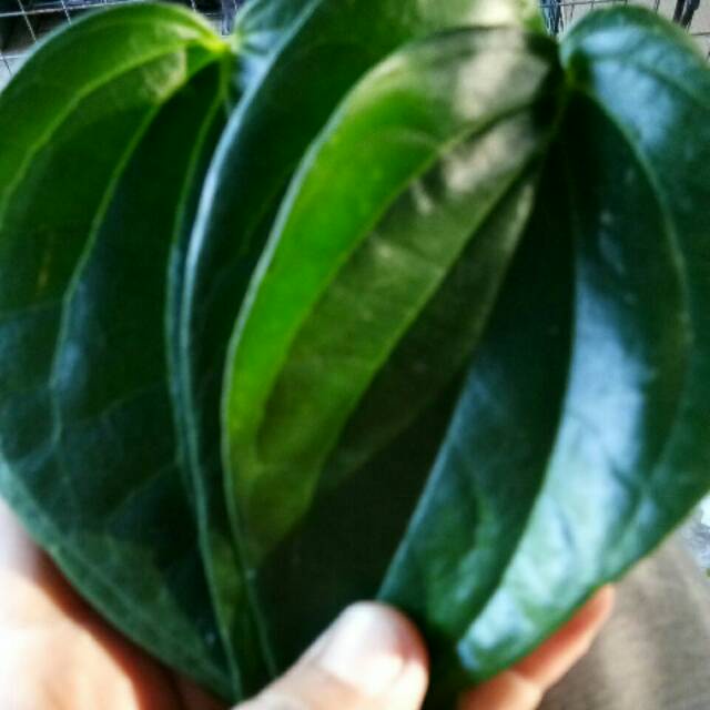 

Promo Daun Sirih Hijau Segar 250gram COD