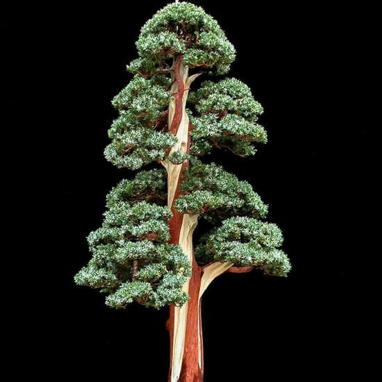 Tanaman Hias Indoor - Cemara Perak Juniperus Squamata (Bakalan Bonsai)