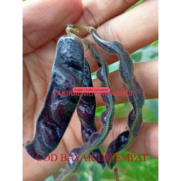 

TERBAIK SPESIAL KACANG HIRIS HITAM / BLACK BEAN SPESIAL KAYA MANFAAT DAN ENAK RASANYA stok terbatas REDY LANGSUNG KIRIM
