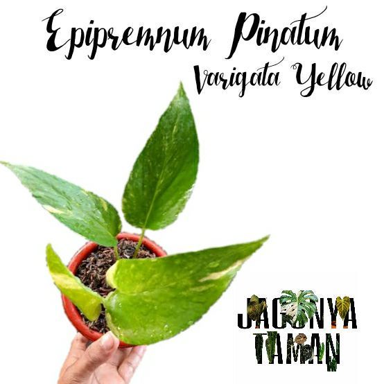 PROMO Tanaman Hias Epipremnum Pinatum Varigata Yellow / Varigata Kuning /  Jagonya Taman