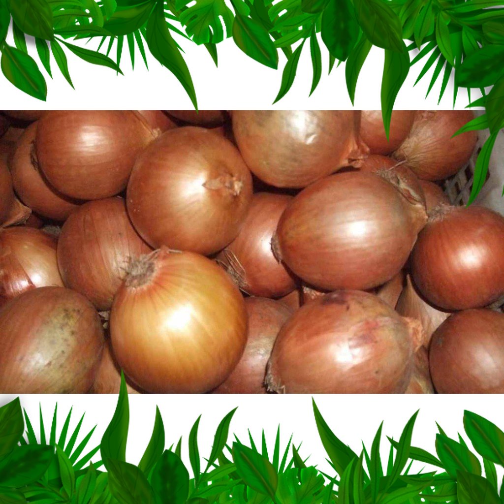 

SAYURAN FRESH NUSANTARA - BAWANG BOMBAY