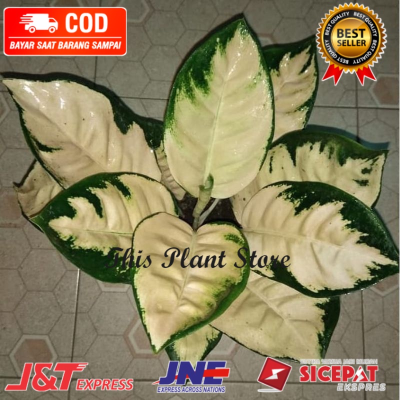 ANAKAN TANAMAN HIAS AGLONEMA KOCIN ESCADA/BABY KOCIN ESCADA DAUN 2-3-4