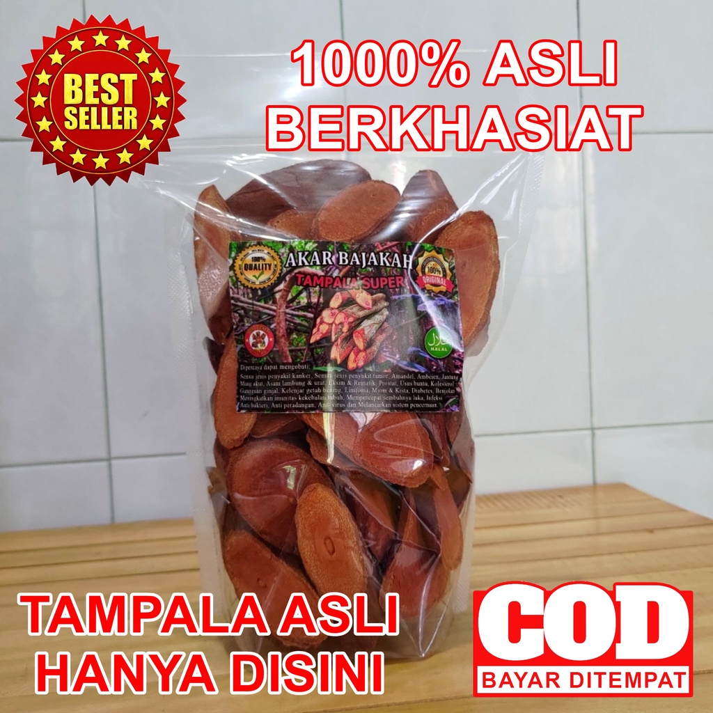 

Akar Bajakah Tampala Merah Super Asli Kalimantan Termurah 500gr