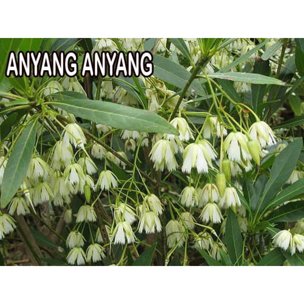 

Kayu Anyang Kering Rempah Jamu Herbal Tradisional Anti Kangker Ginjal