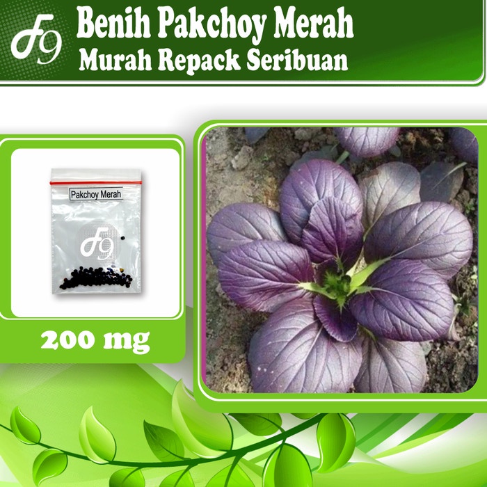 Benih Bibit Pakchoy Merah Murah Repack Seribuan