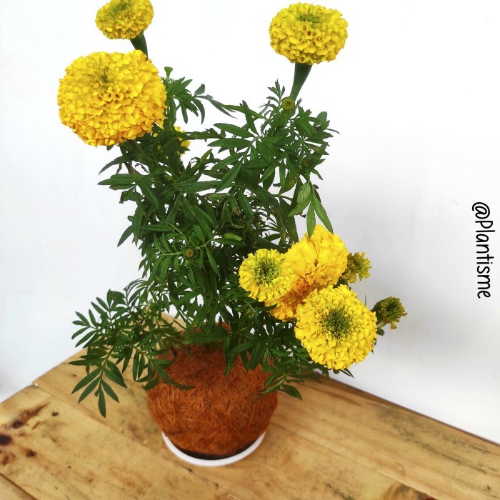 Kokedama - Bunga Marigold - w/ Gantungan - w/ Gantungan