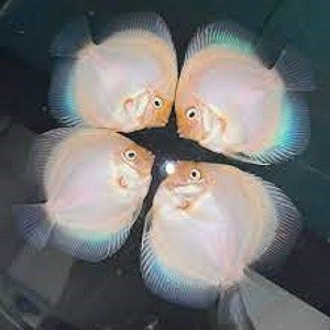 Ikan Discus White Diamond Ukuran 4 inch