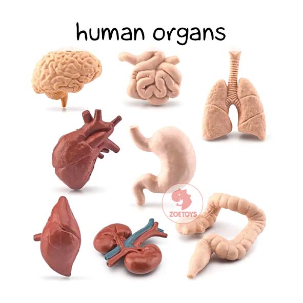 Zoetoys Human Organs | Mainan Montessori Alat Peraga Organ Tubuh | Figurine Body Model Figurin Bulk Bag Edukasi Anatomi Manusia Torso Body Toob Toobs | Edukasi Anak