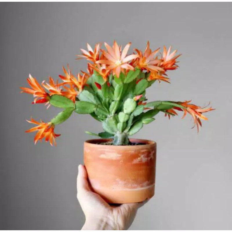 

Bibit Bunga Wijaya Kusuma Kepiting Orange -bunga hidup murah-bunga wijaya kusuma-bunga gantung