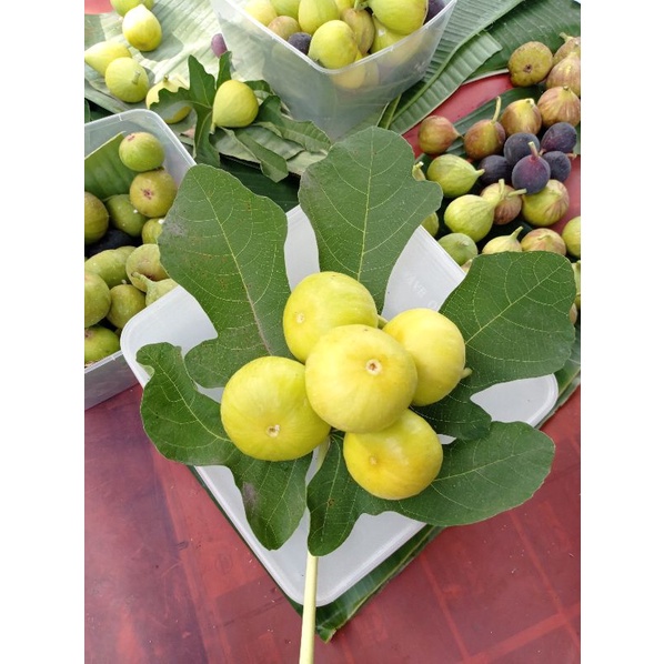 Bibit buah tin / ara buah Surga Jenis Buah kuning besar jenis DEANA mudah berbuah sangat subur. lang