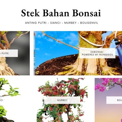 stek tanaman bonsai anting putri sianci murbey bougenvil batang besar