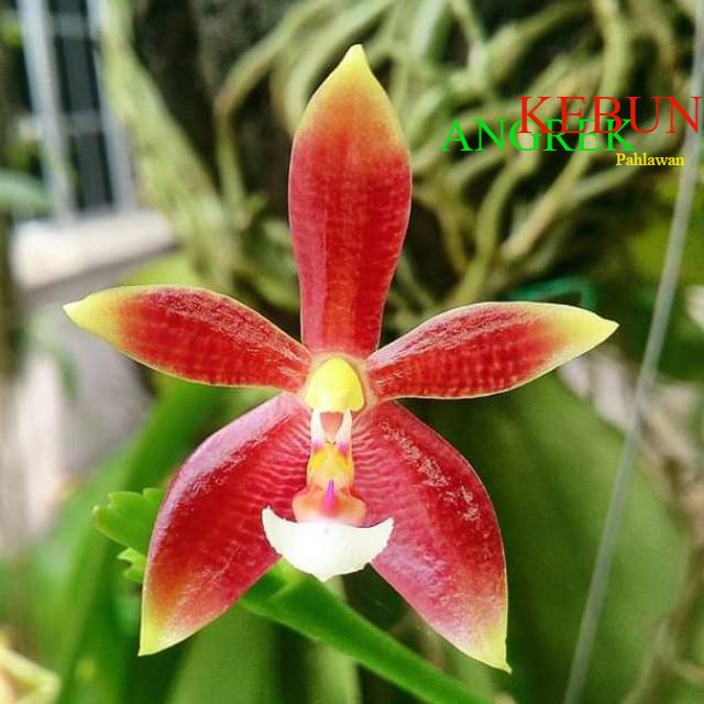 Anggrek Phalaenopsis Speciosa Red x Cornu Cervi Red