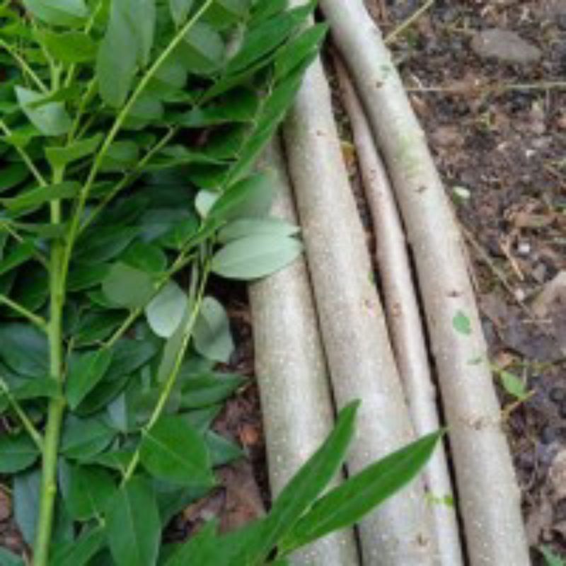 Bibit Gamal Stek Pohon Gamal 30cm