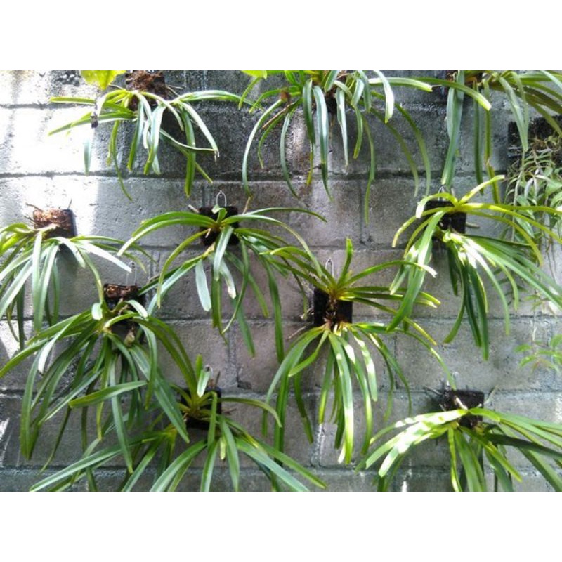 Anggrek Kuku Macan Anggrek Vanda