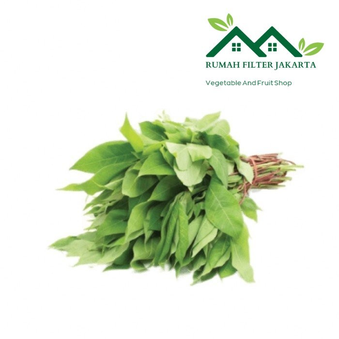 

Daun Singkong Proyek Muda 2ikat