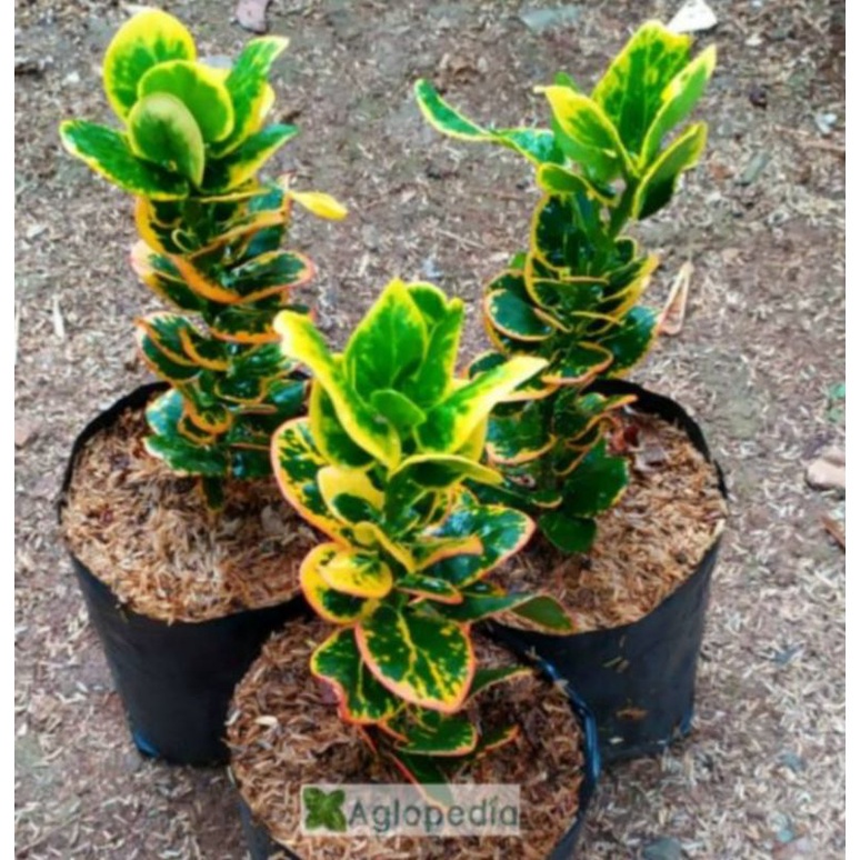 Tanaman hias pohon puring jengkol