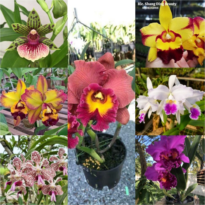 Paket 7 Seedling anggrek dendrobium import terbaru