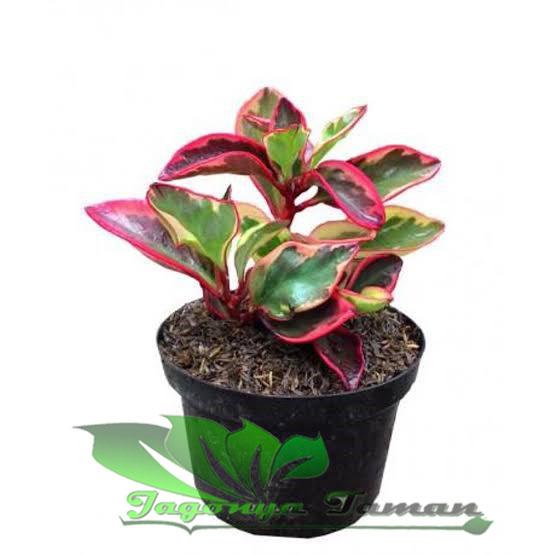 Tanaman Hias Peperomia Clusiifolia Daun Merah / Tanaman Peperomia Merah / Pohon Peperomia Merah / Pe