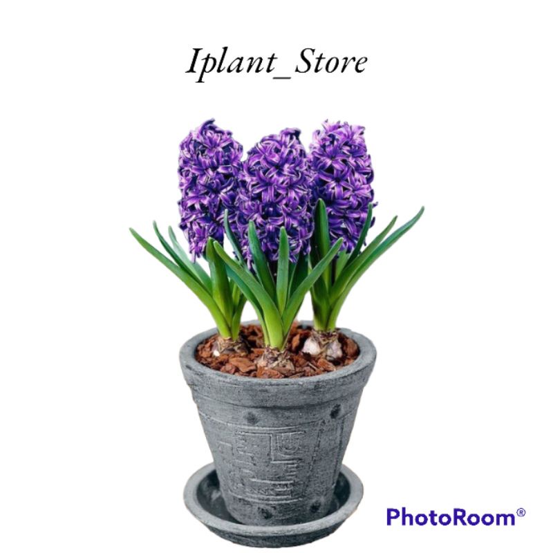 Tanaman hias bakung amarilis bunga ungu-bunga bakung amarilis-umbi amarilis-kembang hidup-tanaman hi