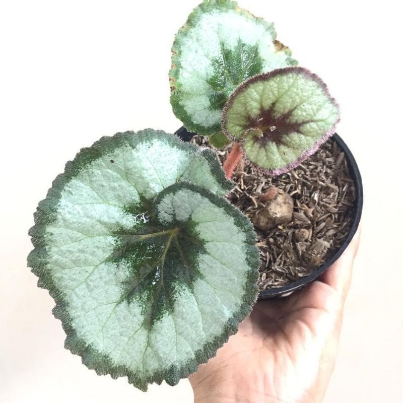 Bunga Begonia ESCARGOT KEONG - Tanaman Hias Begonia Escargot Keong