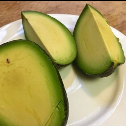 Bibit alpukat tanpa biji