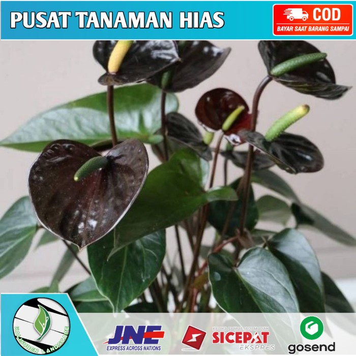 Tanaman Hias Anthurium Micky Mouse Bunga Hitam - Tanaman Hias Hidup - ( BEST SELLER )