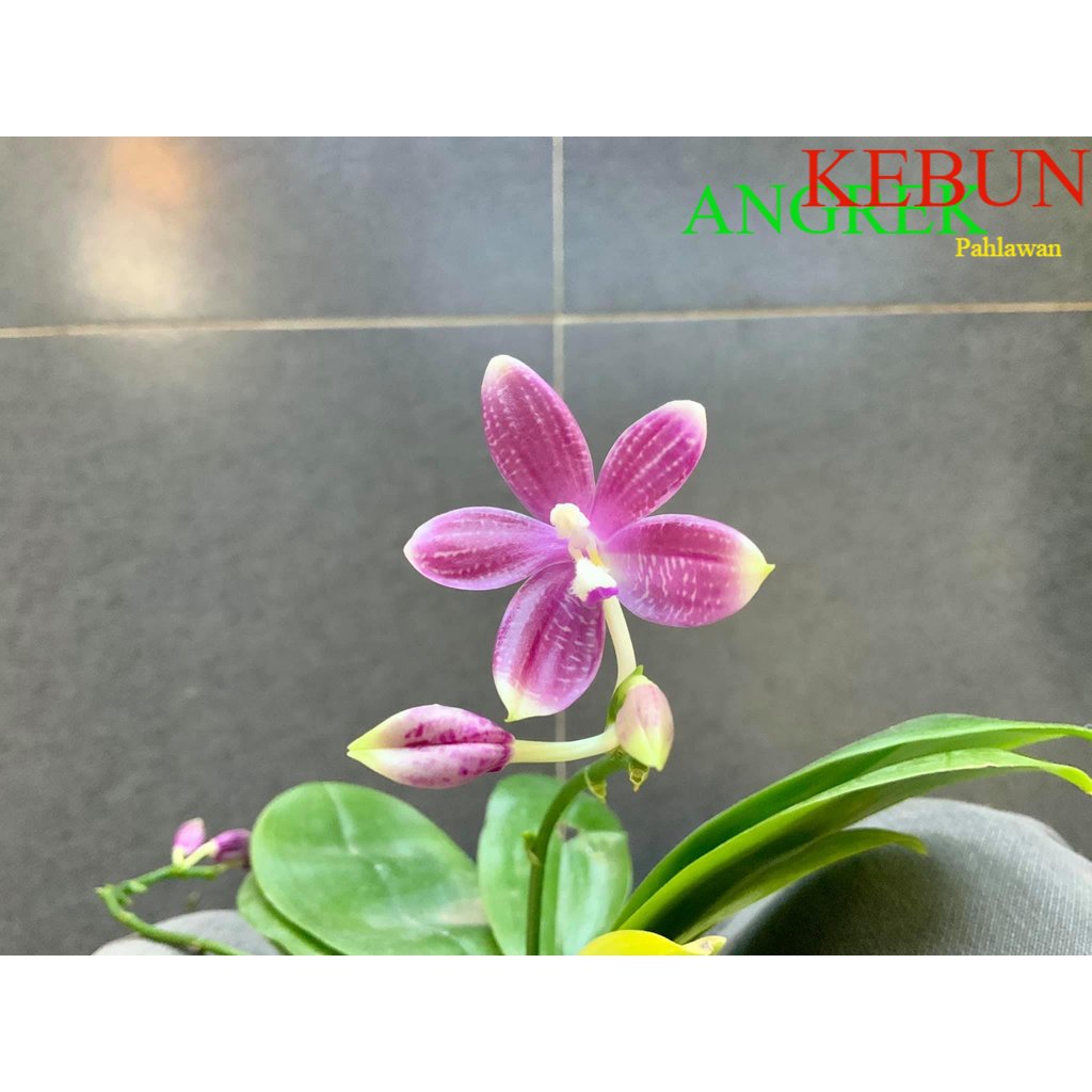 Anggrek Phalaenopsis Speciosa "Purple Pixie"