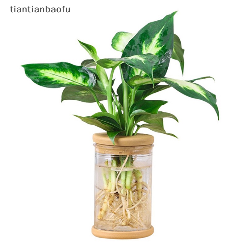 [tiantianbaofu] Pot Tanaman Plastik Vas Plang Air Plastik Transparan Stylish Container Butik