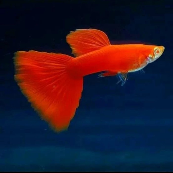 guppy AFR full red albino mata merah ikan hias aqurium aquascape guppy