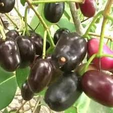 Bibit Jamblang - Duwet Okulasi Cepat Berbuah Bibit Tanaman Buah Juwet -