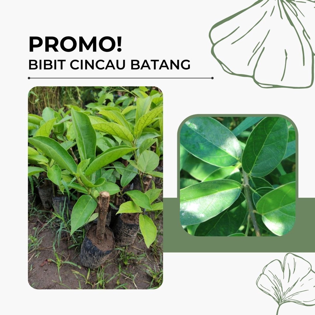 TERMURAH BIBIT CINCAU BATANG CINCAU POHON SIAP TANAM bibit cincau perdu bibit cincau hijau bibit cin